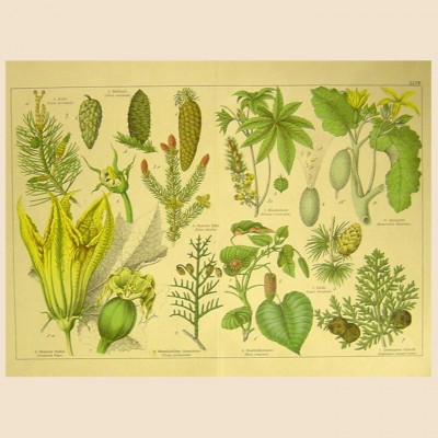 Фото Гравюра - стиль Классический - Картонная - В наличии - Купить в Интернет-магазине