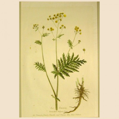 Фото Гравюра - стиль Классический - Картонная - В наличии - Купить в Интернет-магазине