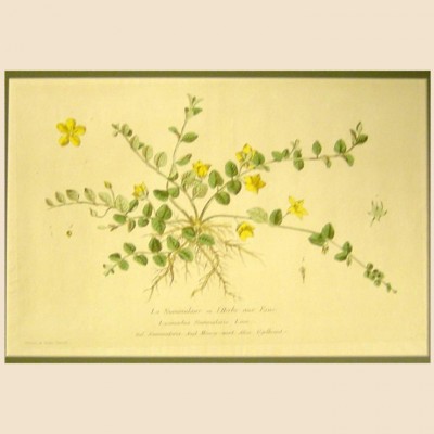 Фото Гравюра - стиль Классический - Картонная - В наличии - Купить в Интернет-магазине