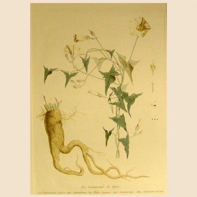 Фото Гравюра - стиль Классический - Картонная - В наличии - Купить в Интернет-магазине