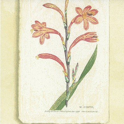 Фото Обои с рисунком - Крупный декор - стиль Английская классика - Желтые - Купить в Интернет-магазине