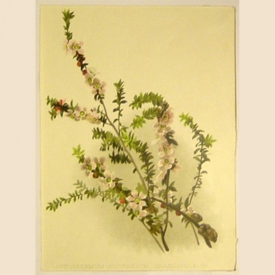 Фото Гравюра - стиль Классический - Картонная - Со стеклянными дверями -  - Fine Art - В наличии - Купить в Интернет-магазине