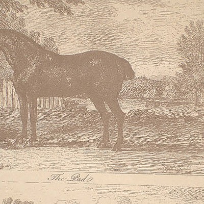 Фото Обои с рисунком - Крупный декор - стиль Английская классика - Бежевые - Купить в Интернет-магазине