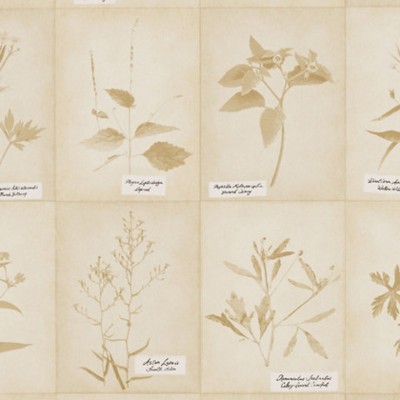 Фото Обои с рисунком - Растение - стиль Американский - Бежевые - Купить в Интернет-магазине