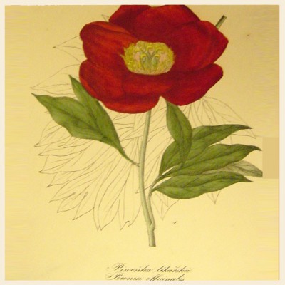 Фото Гравюра - стиль Классический - Картонная - В наличии - Купить в Интернет-магазине