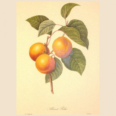 Фото Гравюра - стиль Классический - Картонная - Купить в Интернет-магазине