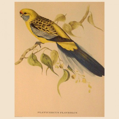 Фото Гравюра - стиль Классический - Картонная - Купить в Интернет-магазине