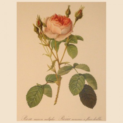 Фото Гравюра - стиль Классический - Картонная - Купить в Интернет-магазине