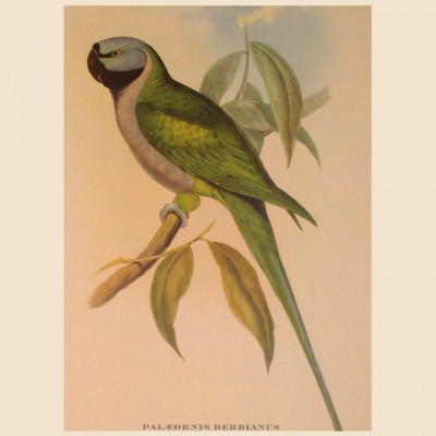 Фото Гравюра - стиль Классический - Картонная - Купить в Интернет-магазине