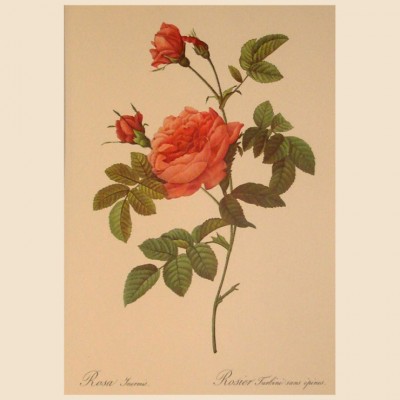 Фото Гравюра - стиль Классический - Картонная - Купить в Интернет-магазине