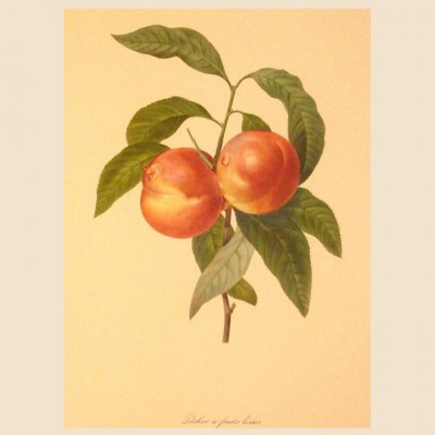 Фото Гравюра - стиль Классический - Картонная - Купить в Интернет-магазине