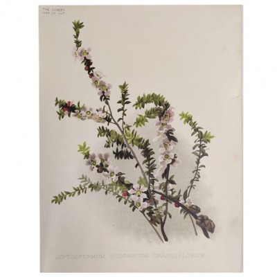 Фото Гравюра - стиль Классический - Картонная - В наличии - Купить в Интернет-магазине