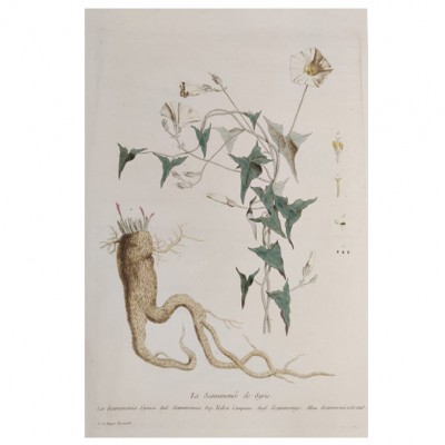 Фото Гравюра - стиль Классический - Картонная - В наличии - Купить в Интернет-магазине