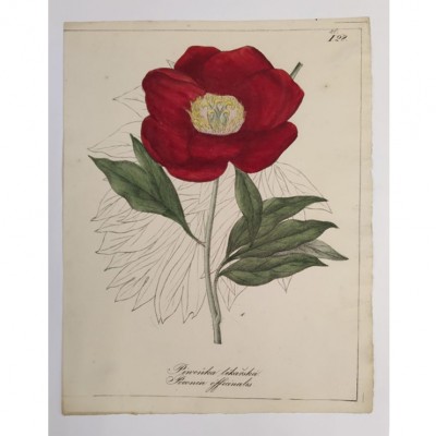 Фото Гравюра - стиль Классический - Картонная - В наличии - Купить в Интернет-магазине